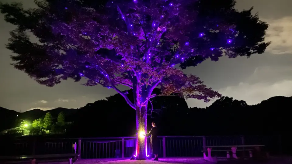 夜の響灘緑地に佇む一本の木。紫色の光が枝を彩る「LISTEN TO THE TREE」の様子。木の根元に立つ人物の姿