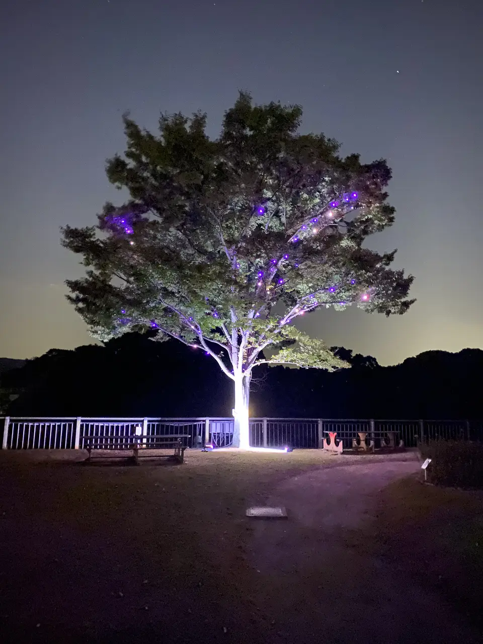 夕暮れの空を背景に、紫色の光を纏う大きな木。「LISTEN TO THE TREE」がつくる静かな光景